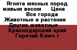 Ягнята мясных пород живым весом.  › Цена ­ 125 - Все города Животные и растения » Другие животные   . Краснодарский край,Горячий Ключ г.